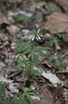 Cutleaf toothwort